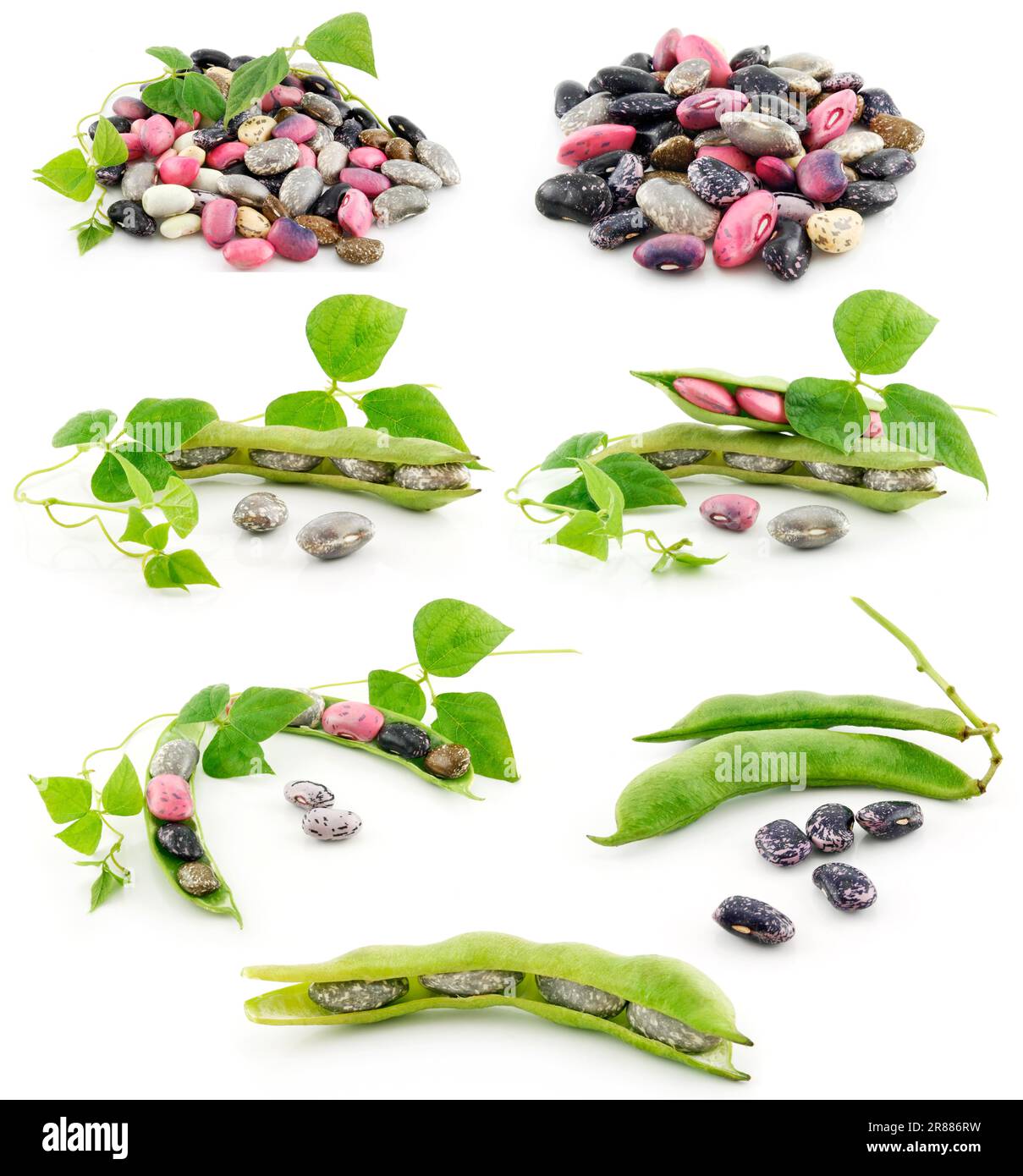 Collection of Ripe Haricot Beans with Seed Isolated on White Background