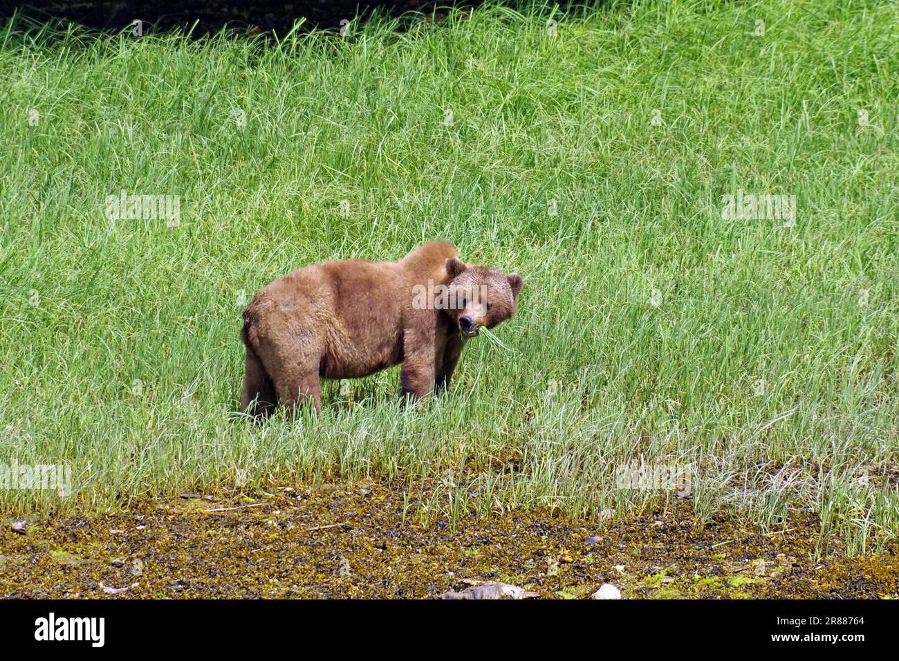 Grizzly bear standing in a meadow eating sedge, Khutzeymateen Grizzly Bear Sanctuary, Prince Rupert, British Columbia, Canada Stock Photo