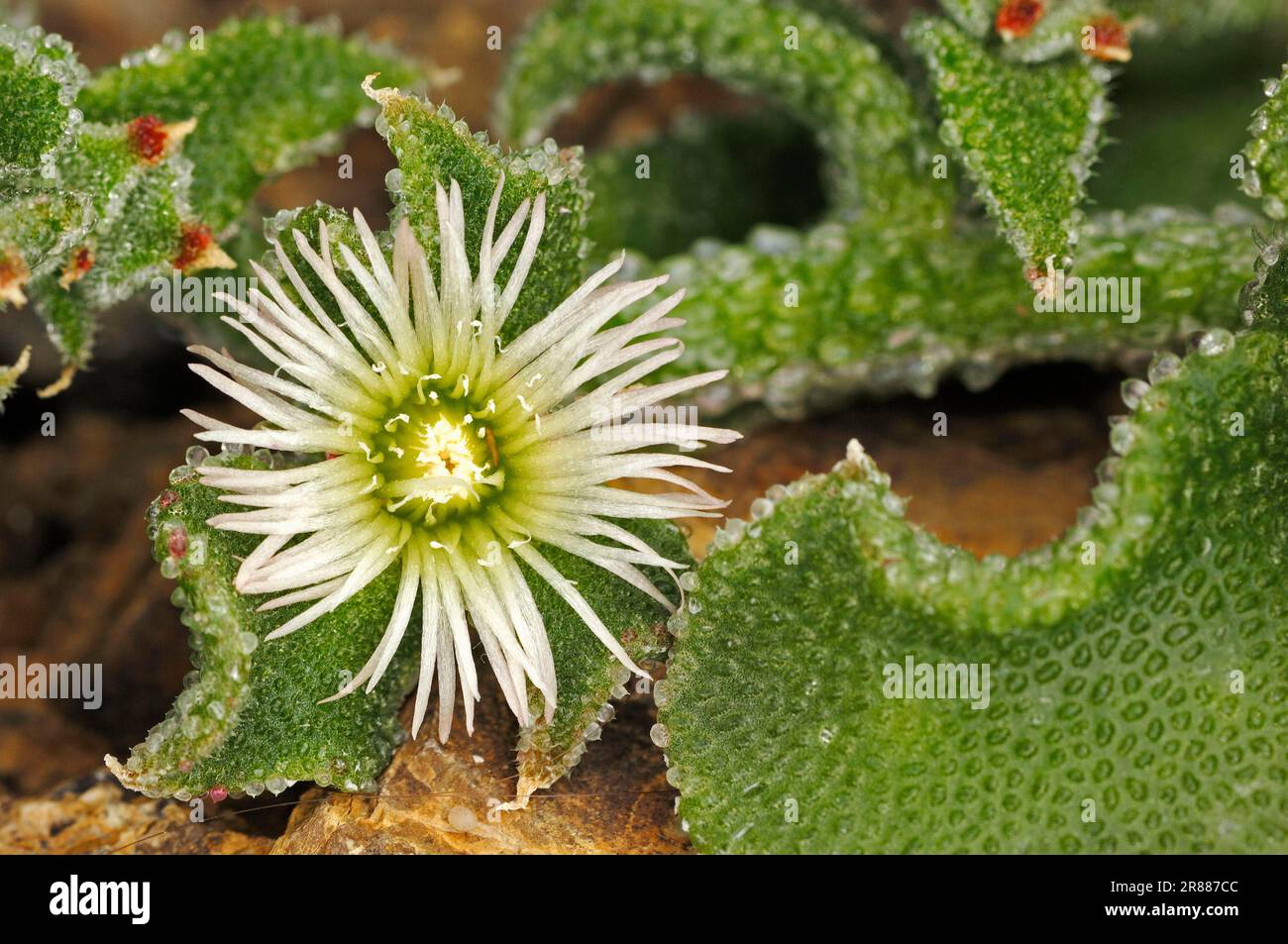 Crystalline Ice Plant