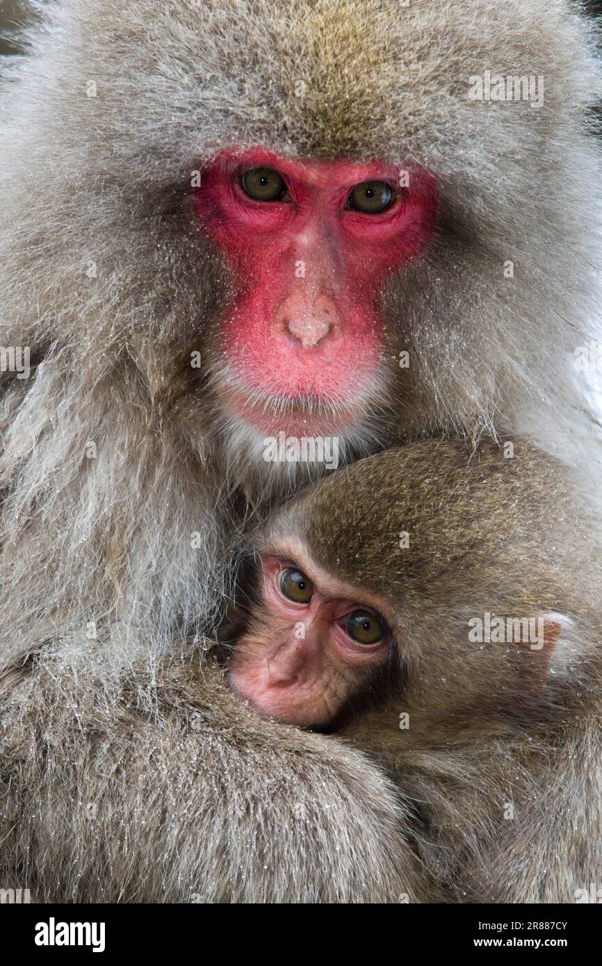 Snow monkey, red-faced macaque (Macaca fuscata), female with young, Jigokudani, Japan Stock Photo