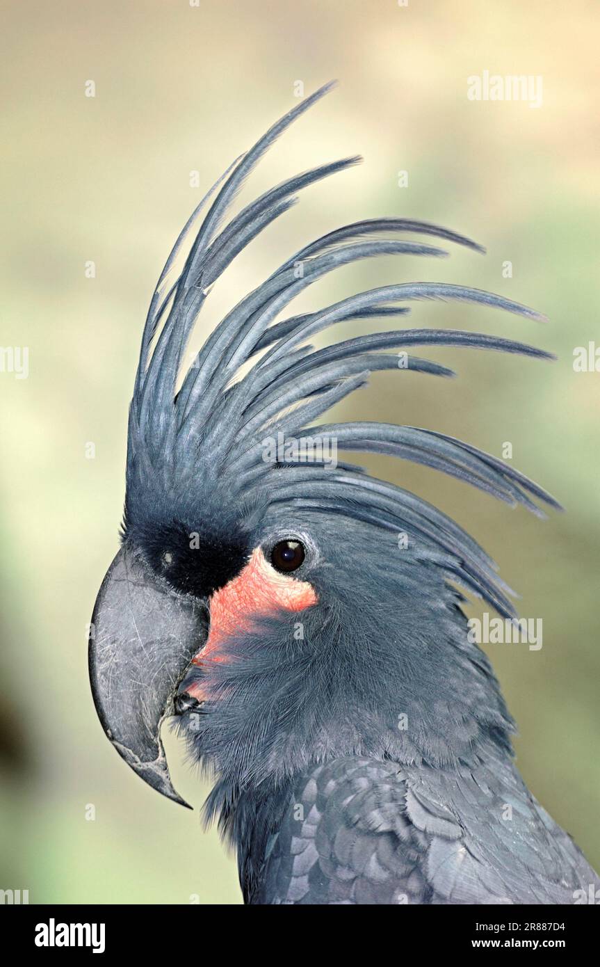 Palm Cockatoo (Probosciger atterimus), side, profile Stock Photo - Alamy