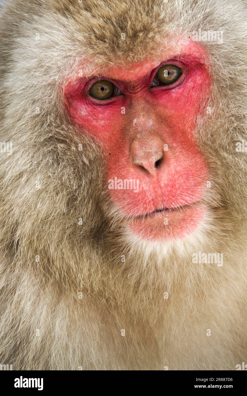 Snow monkeys, red-faced macaque (Macaca fuscata), Jigokudani, Japan Stock Photo