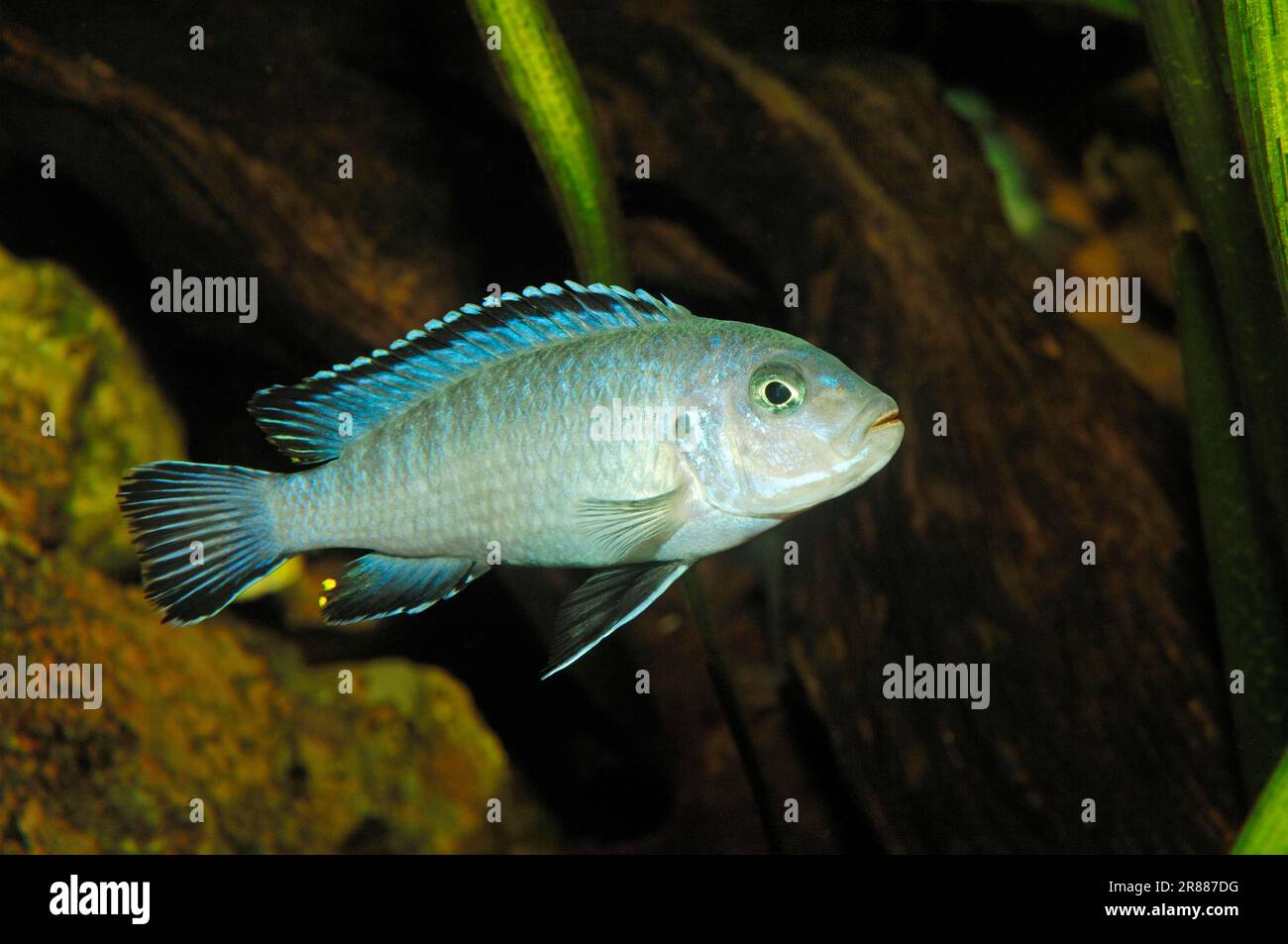 Powder Blue Cichlid (Pseudotropheus socolofi Stock Photo Alamy