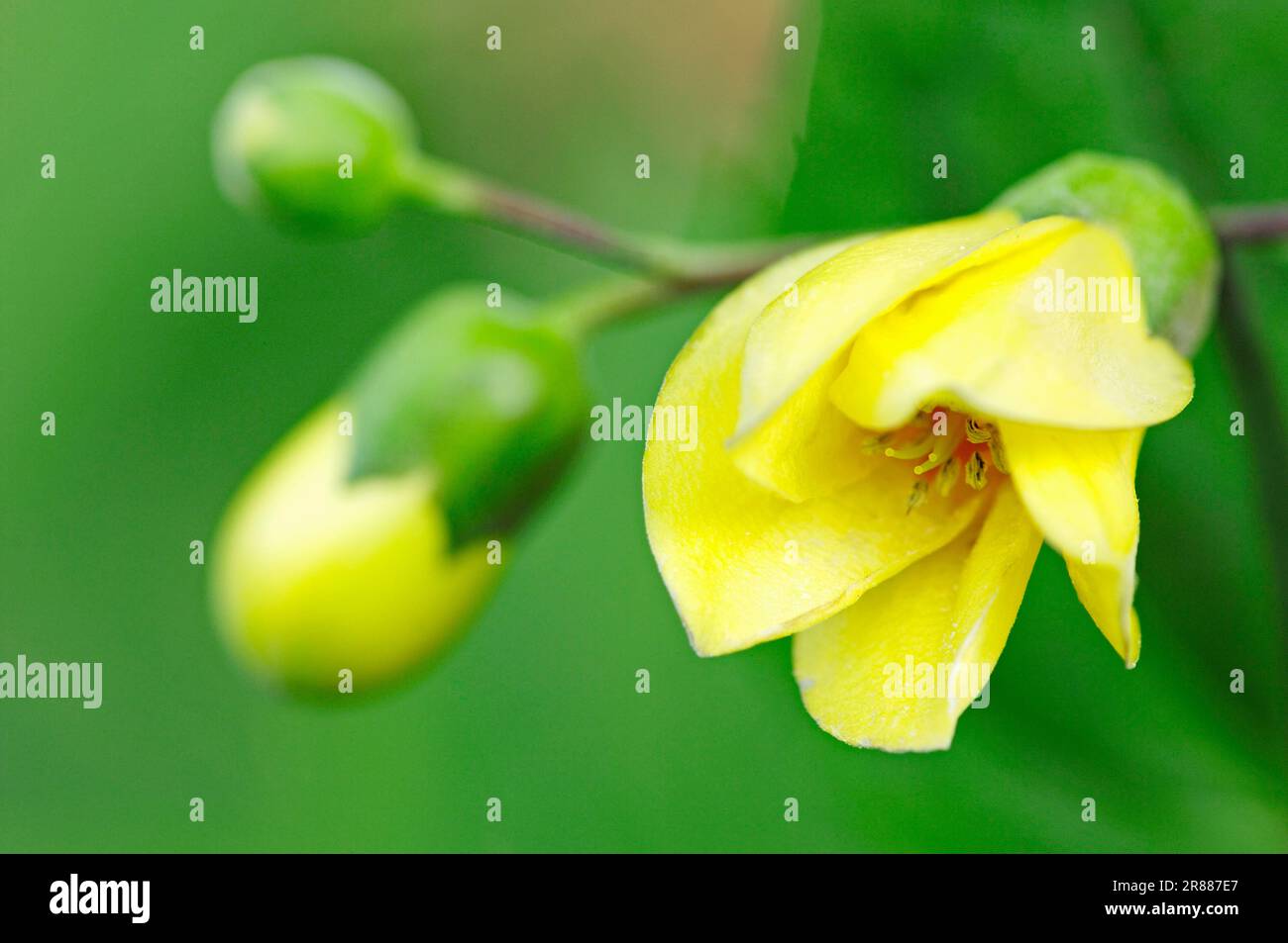 Yellow Wax Bells (Kirengeshoma palmata), Yellow Waxbells, Japanese Waxbell Stock Photo