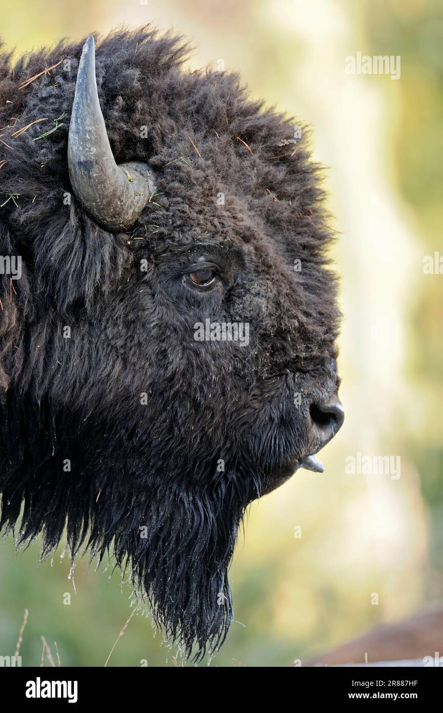 American bison (Bison bison), bull, Yellowstone National Park, Wyoming, lateral, profile, USA Stock Photo