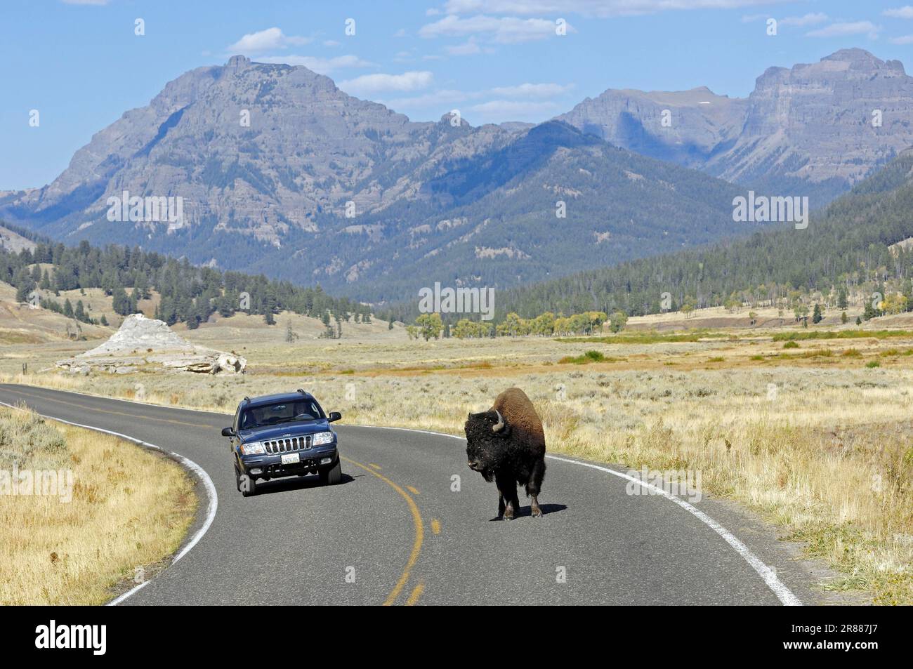 American bison (Bison bison), bull crossing the road, Yellowstone National Park, Wyoming, Bull, USA Stock Photo