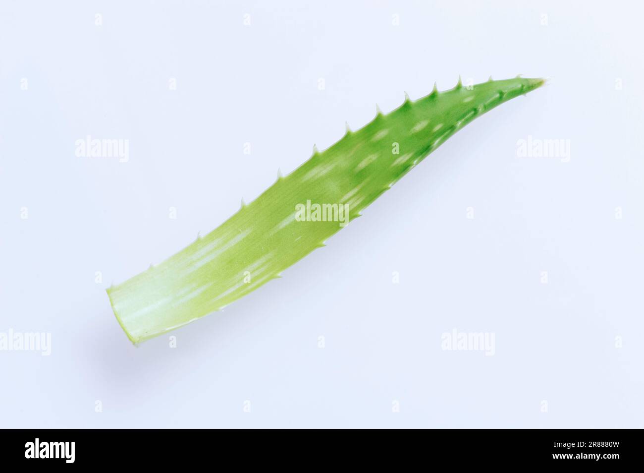 Aloe Vera (Aloe barbadensis) leaf (Aloe perfoliata var. vera), Medicinal Aloe, Aloaceae Stock Photo