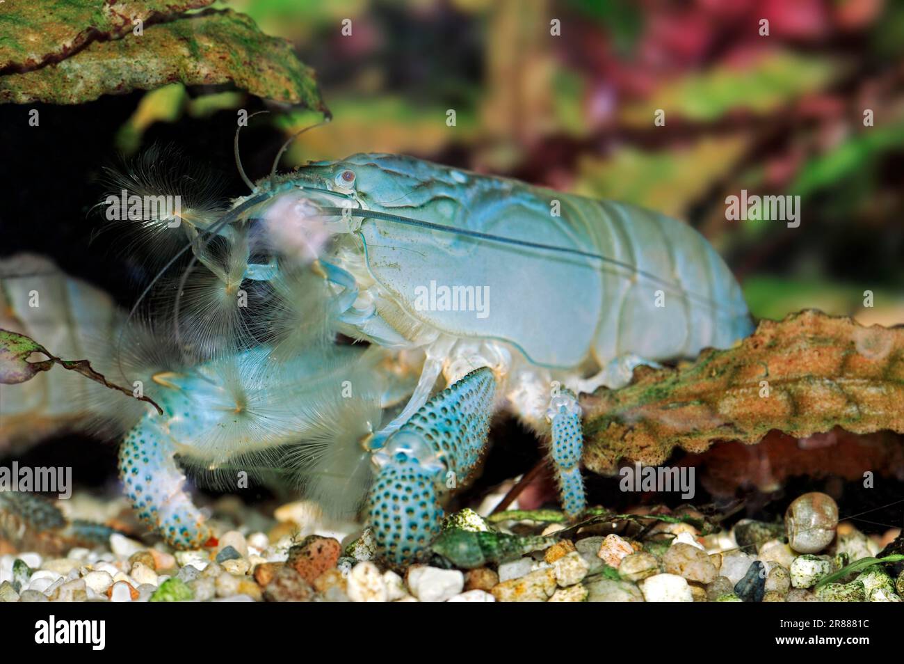 African Fan Shrimp (Atya gabonensis), African Giant Shrimp, Blue Rhino Shrimp, Vampire Shrimp, African Giant Filter Shrimp, Gabon Shrimp Stock Photo