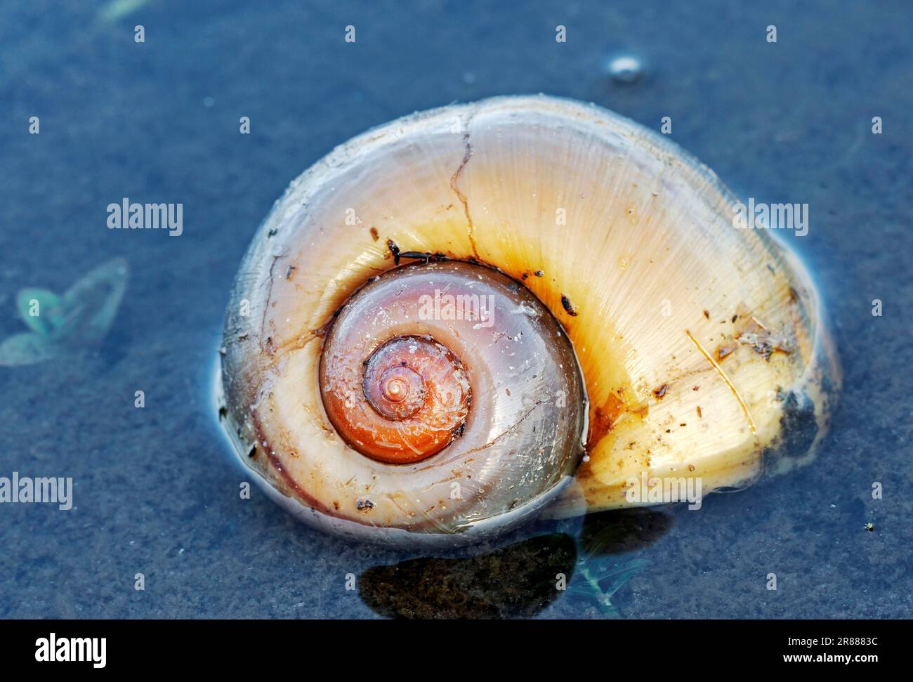 Apple Snail (Pomacea canaliculata), Florida, USA, snail shell Stock Photo