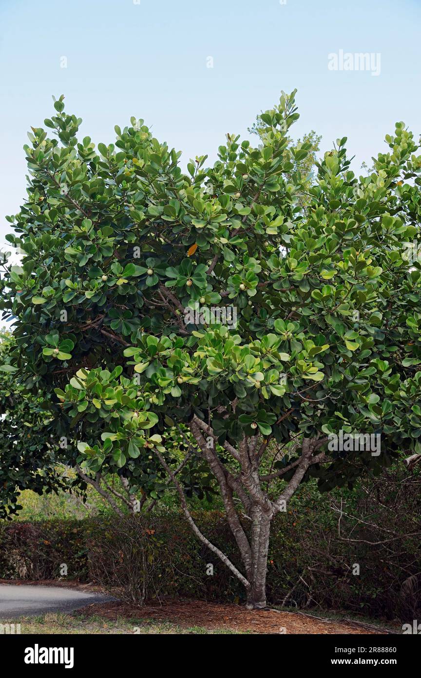 Autograph Tree (Clusia rosea), Florida, balsam apple, Fat Park Tree, Scotch Attorney, Pitch Apple, Balsam Fig, USA Stock Photo