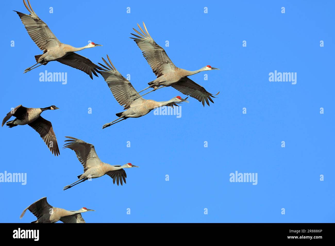 Canada goose miami outlet direccion
