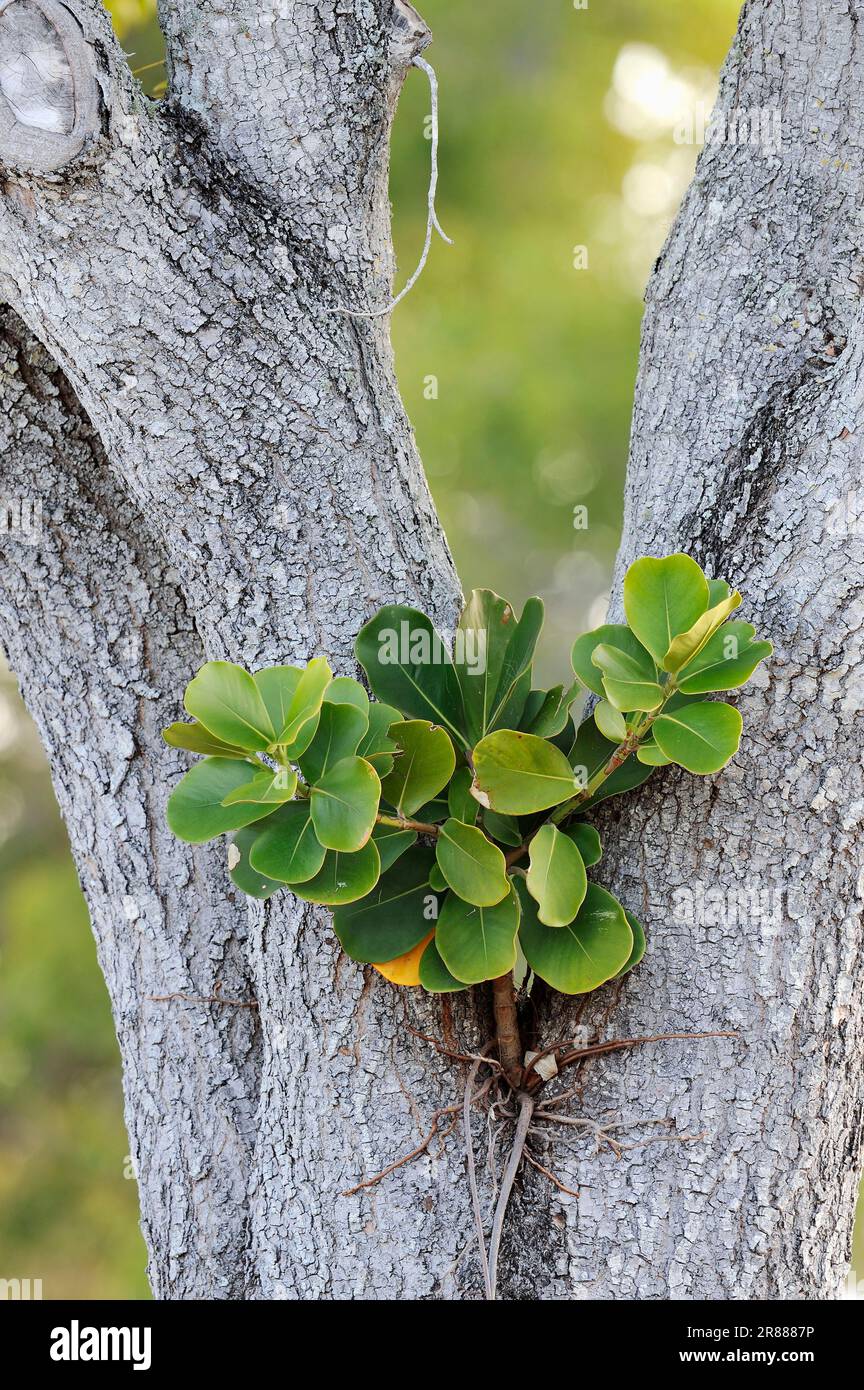 Autograph Tree (Clusia rosea) growing on West Indian Mahogany, Everglades national park, Florida, USA (Swietenia mahogani) (Cedrela mahagoni) (Cedrus Stock Photo