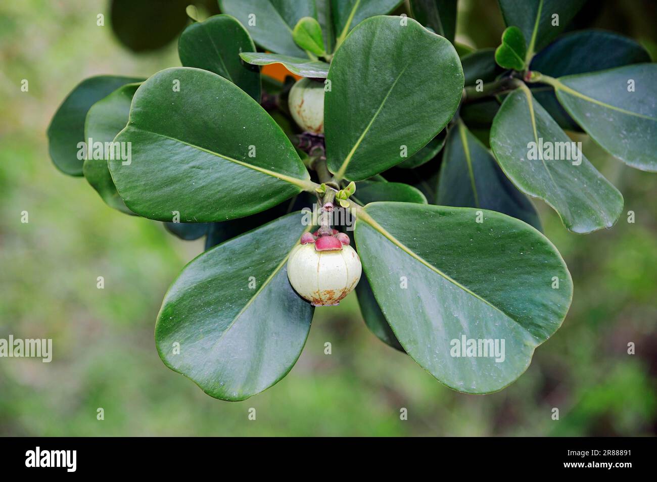 Autograph Tree (Clusia rosea), Fruit, Florida, balsam apple, Fat Park Tree, Scotch Attorney, Pitch Apple, Balsam Fig, USA Stock Photo