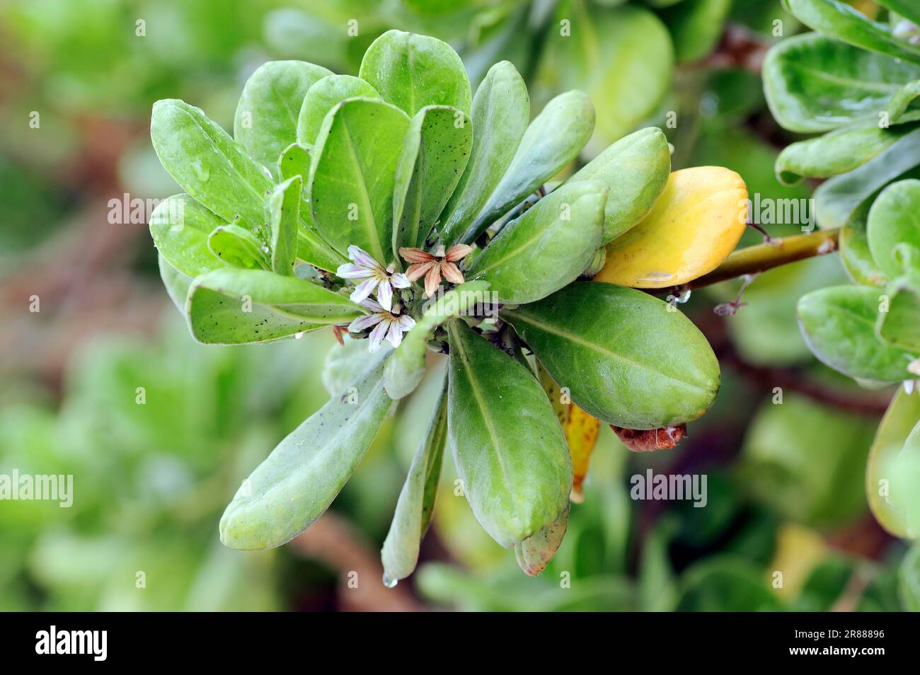 Inkberry, Sanibe, Beach berry, gullfeed (Scaevola plumieri), Goodeniaceae, Iceland, USA Stock Photo