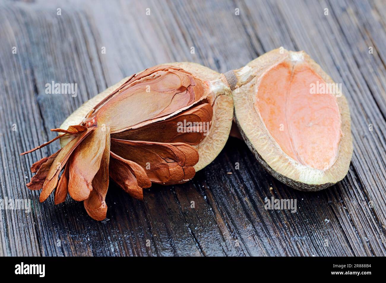 West Indian Mahogany, fruit with seeds (Swietenia mahogani) (Cedrela mahagoni) (Cedrus mahogani) (Swietenia fabrilis) (Swietenia acutifolia), Spanish Stock Photo