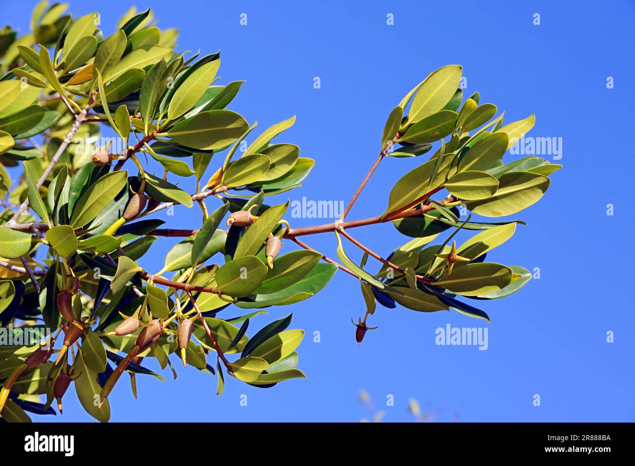 Red Mangrove (Rhizophora mangle), branch with seedlings, Sanibel Island, Florida, USA, seedling Stock Photo