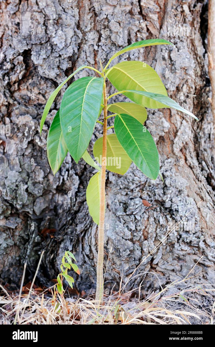 Strangler fig, seedling, Everglades National Park, florida strangler fig (Ficus aurea), USA