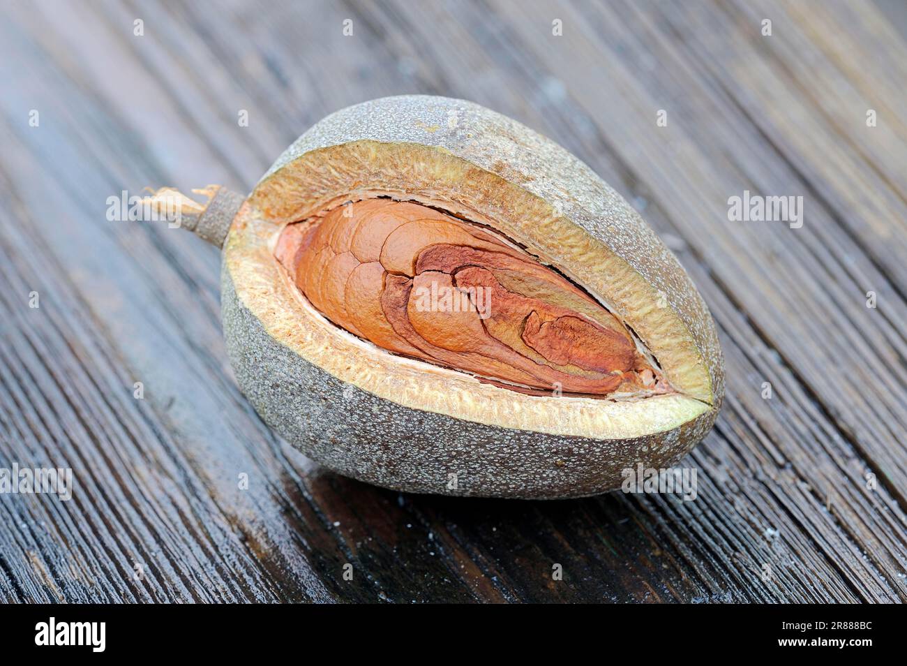 West Indian mahogany, fruits with seeds (Swietenia mahogani) (Cedrela mahogani) (Cedrus mahogani) (Swietenia fabrilis) (Swietenia acutifolia) Stock Photo