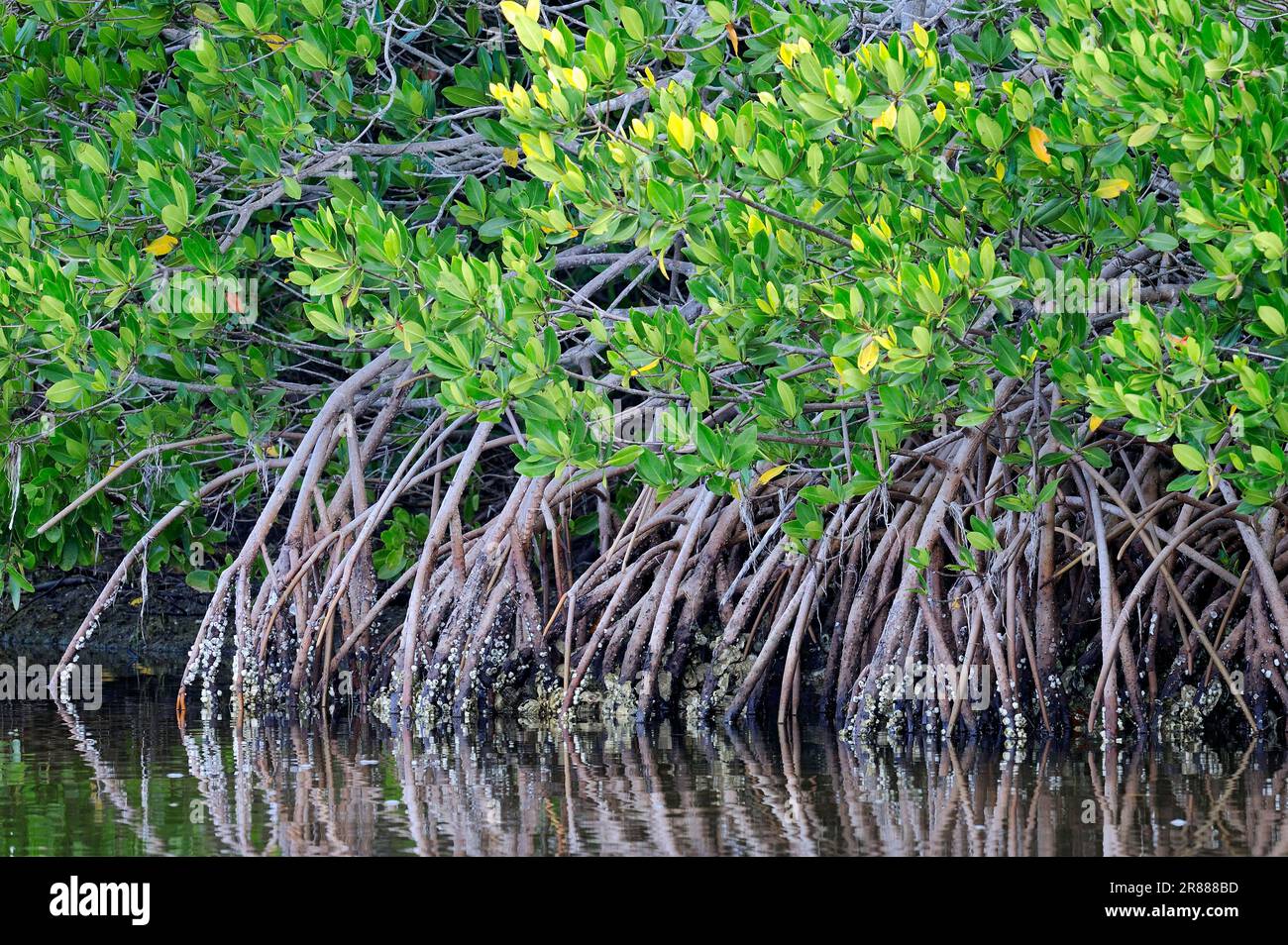 Red mangrove (Rhizophora mangle), Sanibe, Iceland, USA Stock Photo