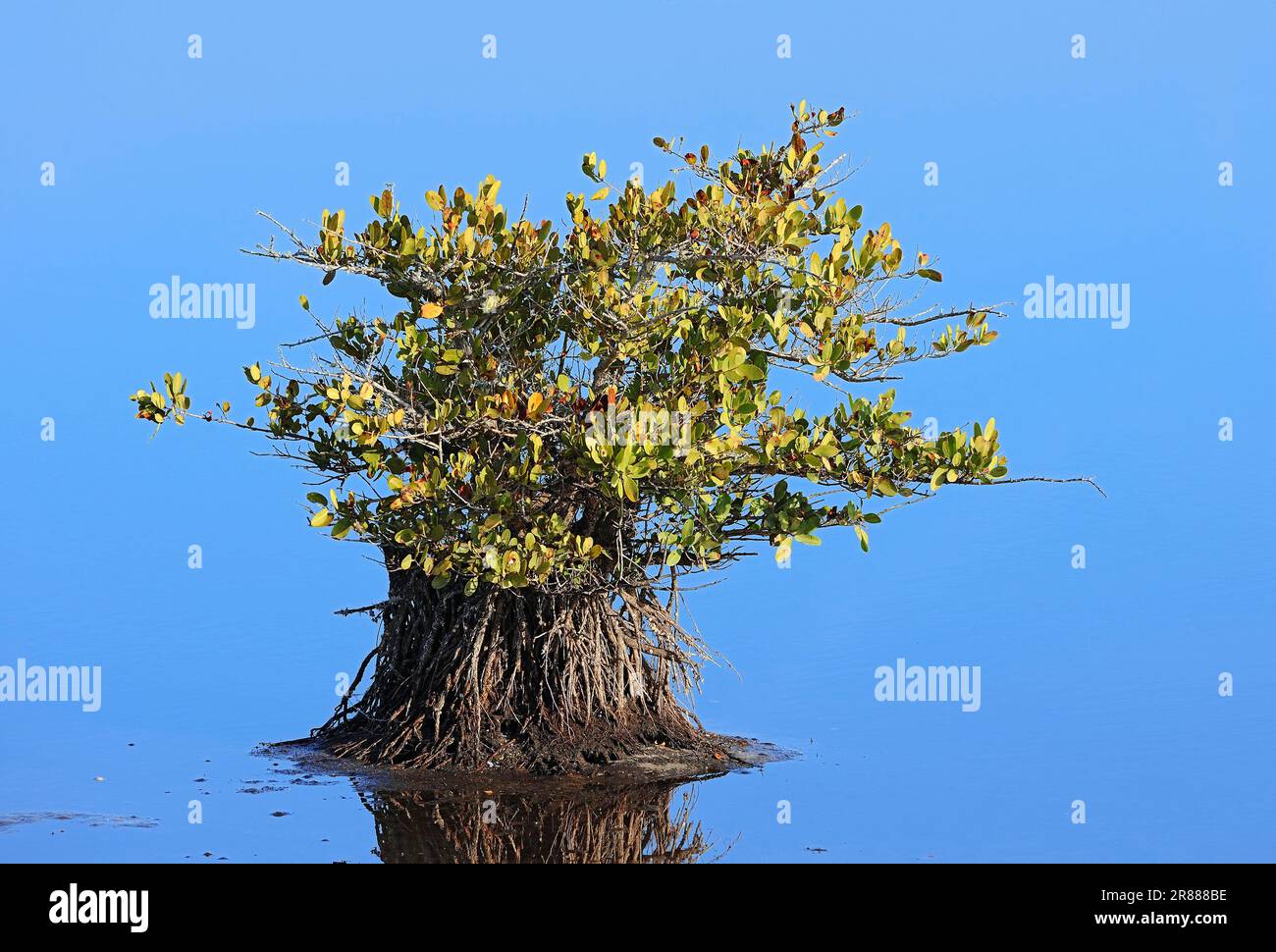 Red Mangrove (Rhizophora mangle), Merritt Island, Florida, USA Stock Photo