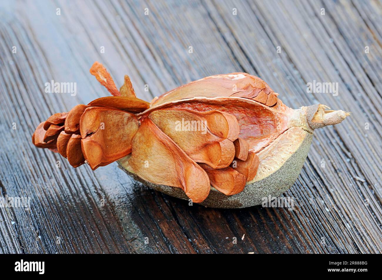 West Indian mahogany, fruits with seeds (Swietenia mahogani) (Cedrela mahogani) (Cedrus mahogani) (Swietenia fabrilis) (Swietenia acutifolia) Stock Photo