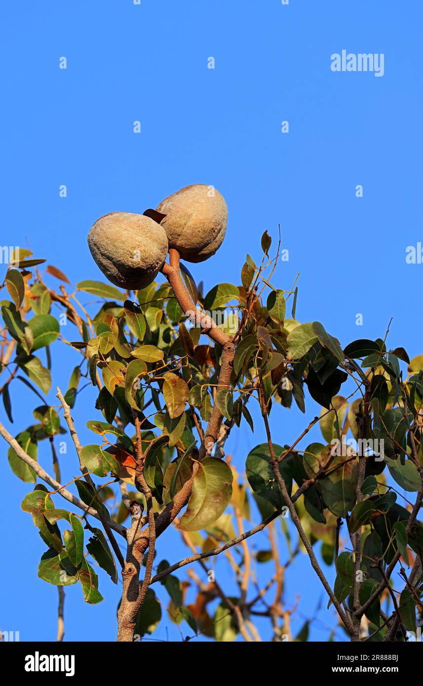 West Indian mahogany, fruit on tree, Everglades National Park, Florida (Swietenia mahogani) (Cedrela mahagoni) (Cedrus mahogani) (Swietenia fabrilis) Stock Photo