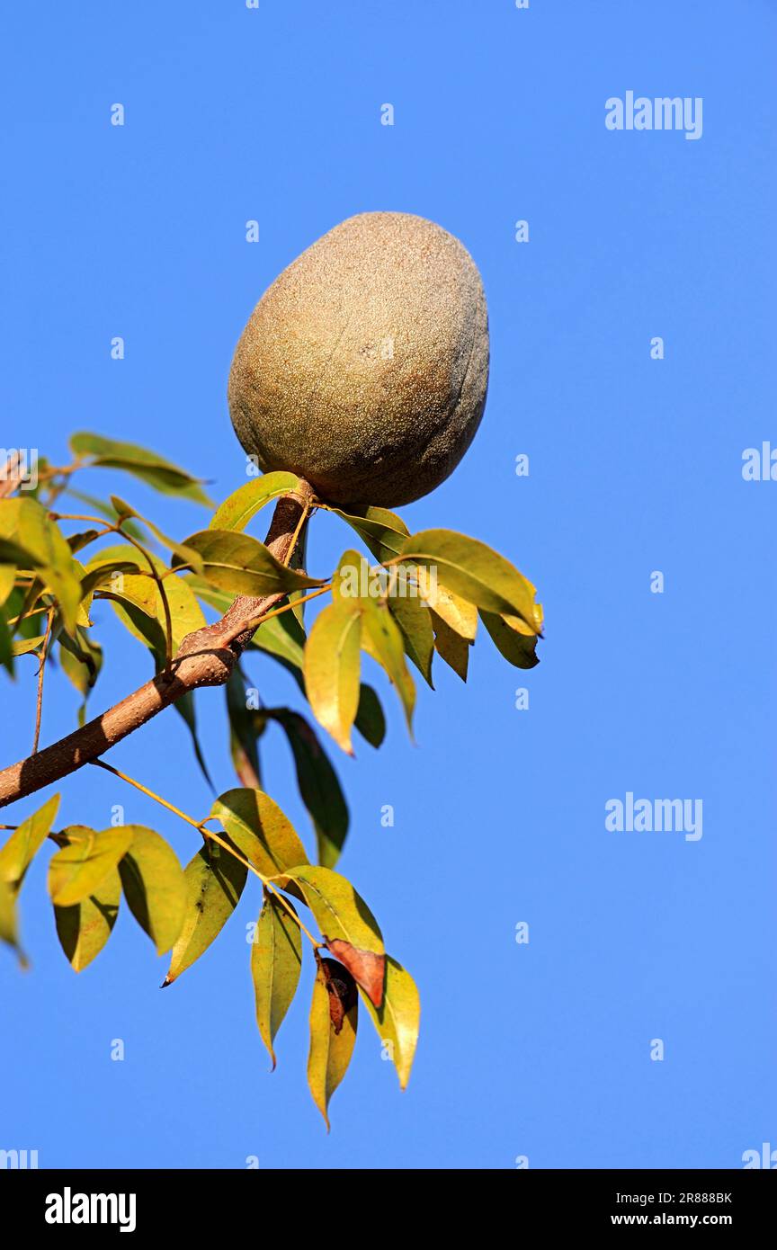West Indian mahogany, fruit on tree, Everglades National Park, Florida (Swietenia mahogani) (Cedrela mahagoni) (Cedrus mahogani) (Swietenia fabrilis) Stock Photo
