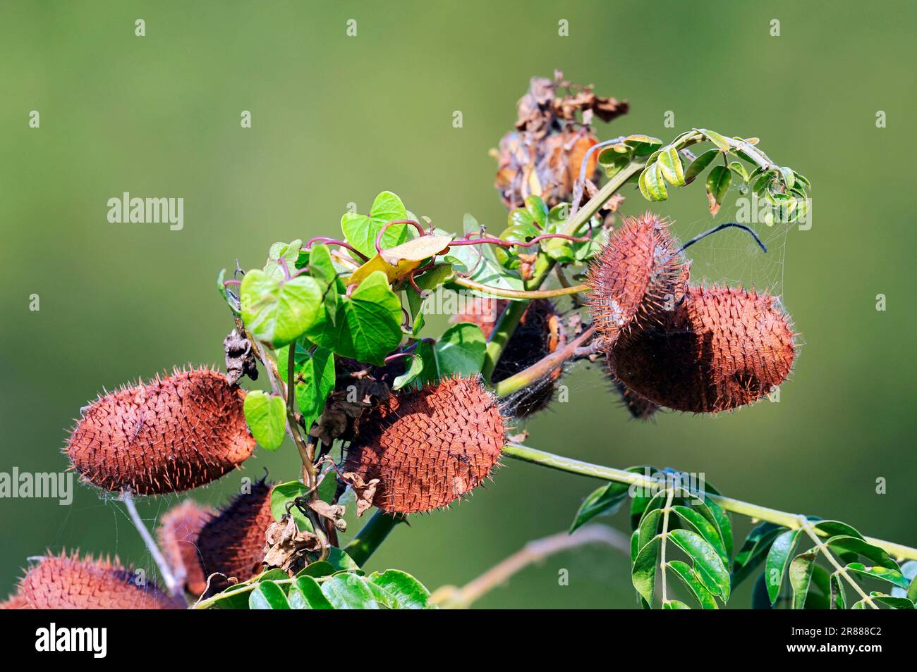 Gray nickerbean fruit hi-res stock photography and images - Alamy