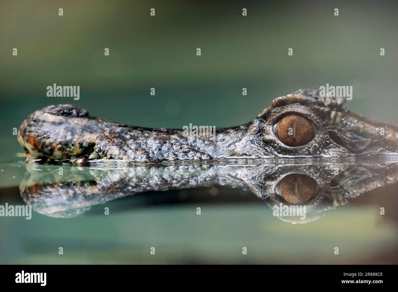 Wedge-headed smooth-fronted caiman (Paleosuchus trigonatus), smooth-fronted caiman, lateral view Stock Photo