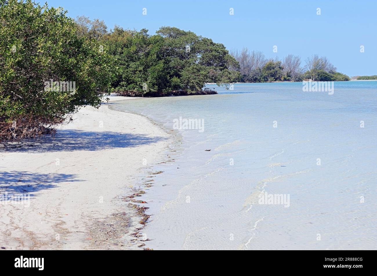 Beach and red mangroves (Rhizophora mangle), Fort De Soto Park, Florida, USA Stock Photo