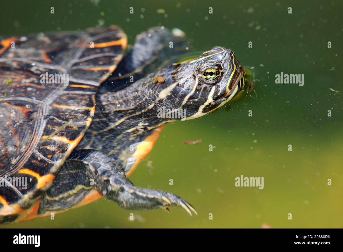 Western western painted turtle (Chrysemys picta bellii Stock Photo Alamy
