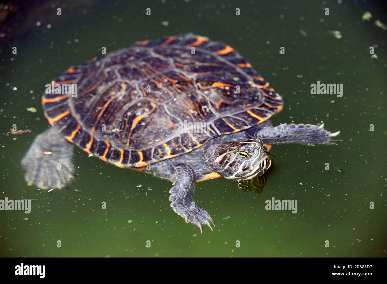 56+ Chrysemys Picta Bellii Teich, The eastern painted turtle,