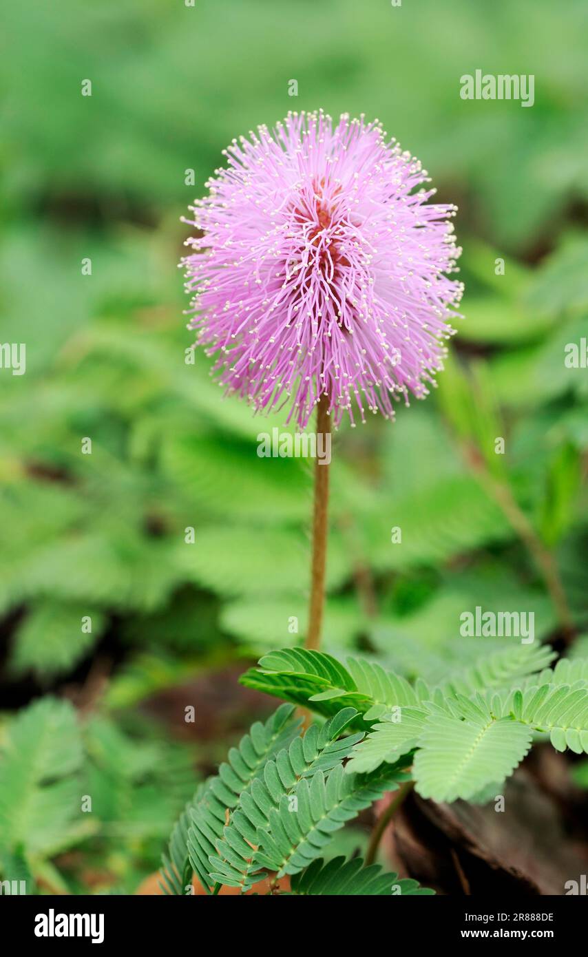 Powderpuff (Mimosa strigillosa), Florida, USA, Pink Powderpuff Flower