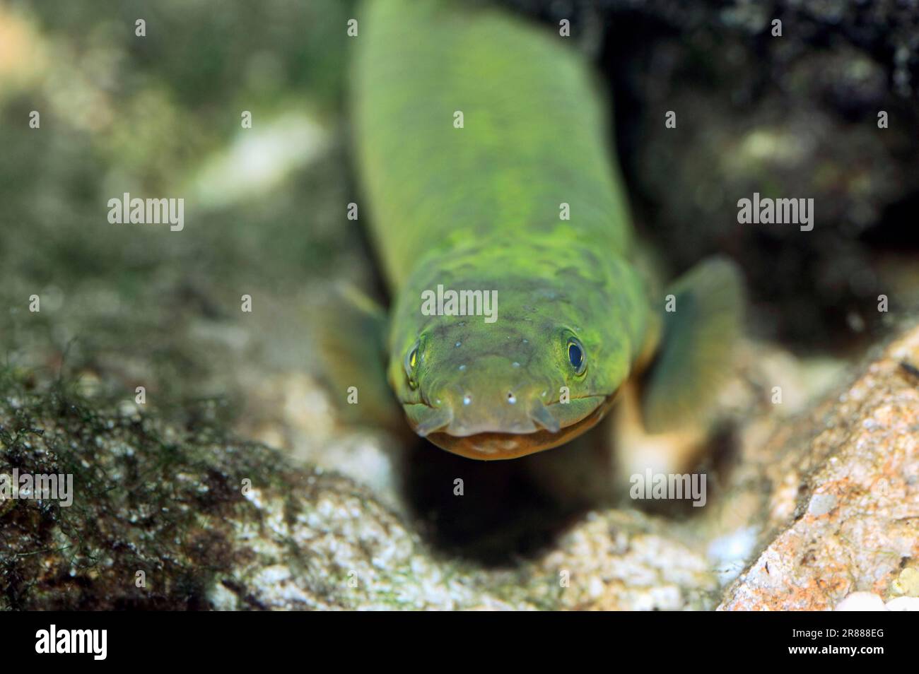Reedfish (Erpetoichthys reedfish (Calamoichthys calabaricus), Snakefish, Ropefish Stock Photo