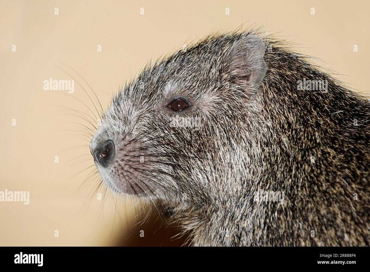 Rat head profile hi-res stock photography and images - Alamy