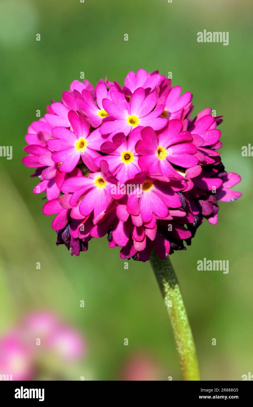 Himalayan Primrose, Drumstick Primrose (Primula denticulata) Stock Photo