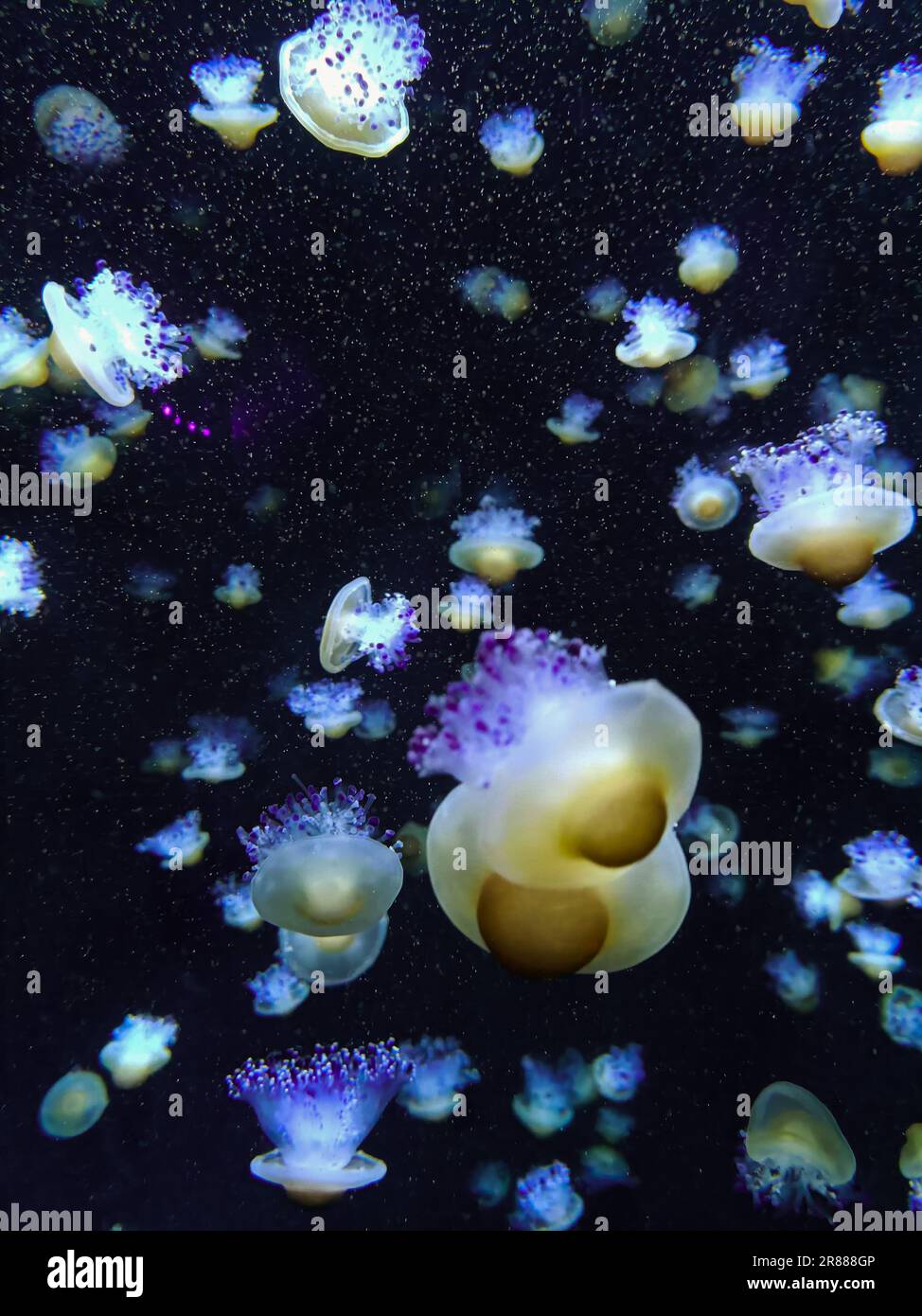 The jellyfish swimming in an aquarium Stock Photo - Alamy
