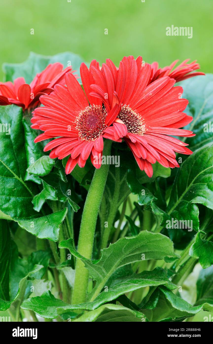 Barberton Daisy (Gerbera jamesonii Stock Photo Alamy