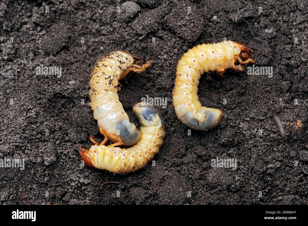 Common Cockchafer (Melolontha melolontha), larvae, North Rhine-Westphalia, Germany, Maybug Stock Photo