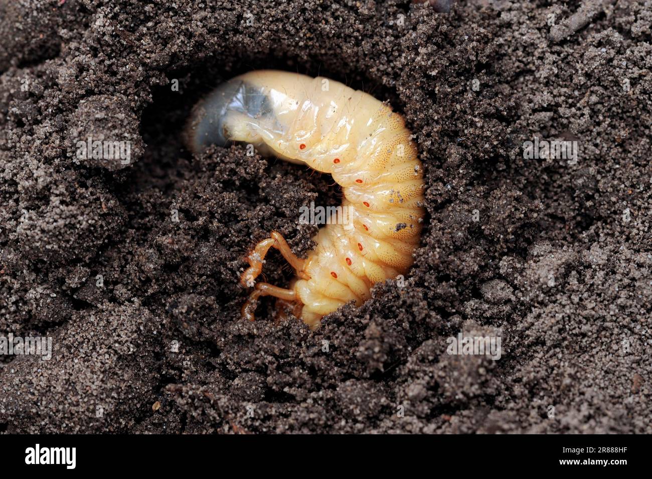 Cockchafer (Melolontha melolontha), larva, North Rhine-Westphalia, Germany Stock Photo