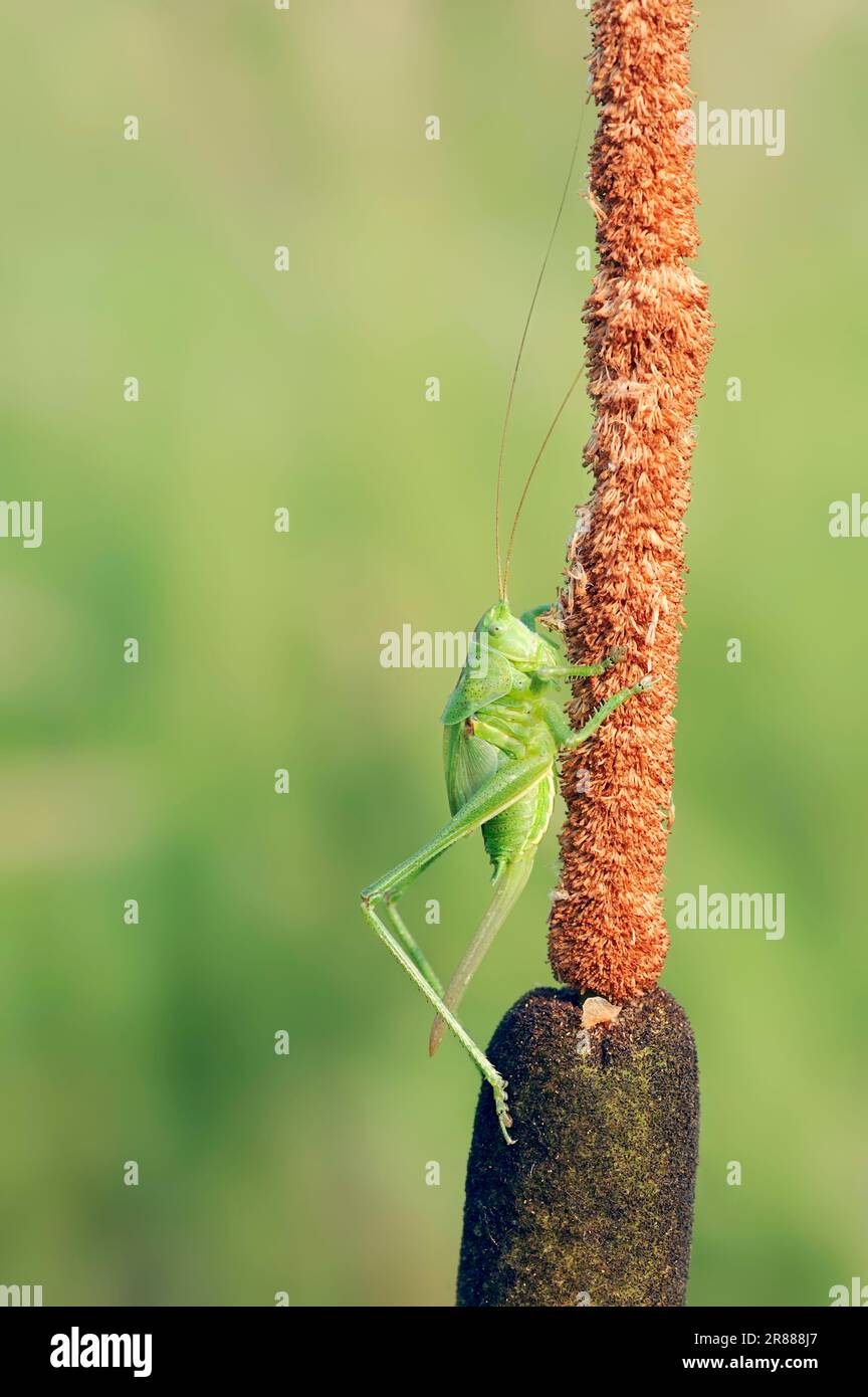 Great Green Bushcricket (Tettigonia viridissima), larva, female, North