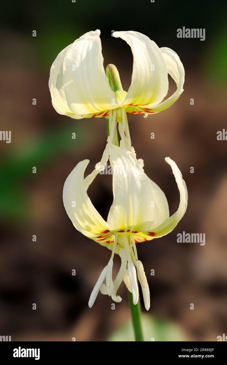 Trout Lily 'White pink fawn lily (Erythronium revolutum), Pink Grass Lily, Mahogany Grass Lily, Dogtooth Violet Stock Photo
