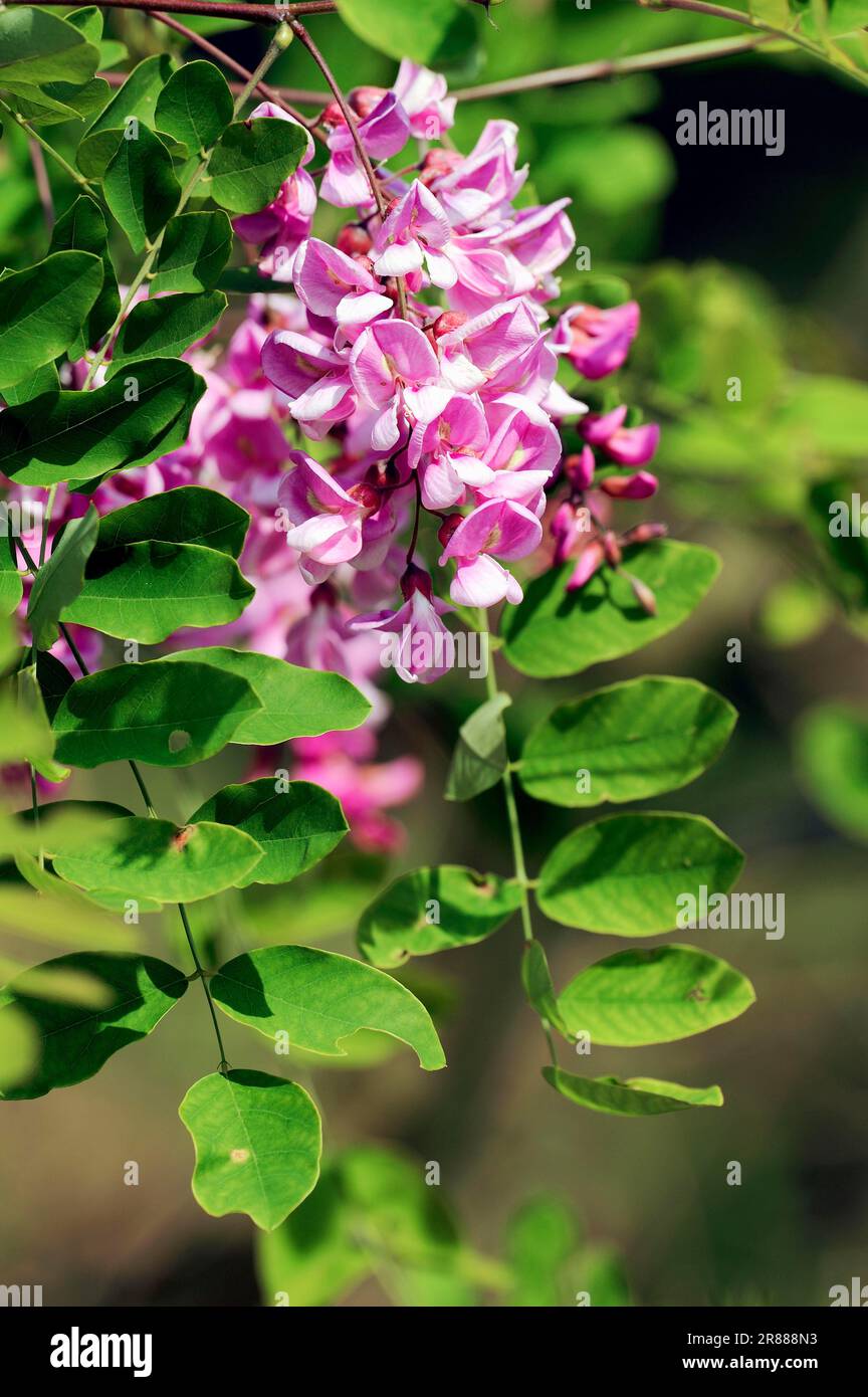 False Acacia 'Casque Rouge' (Robinia hybrid), Robinia Stock Photo