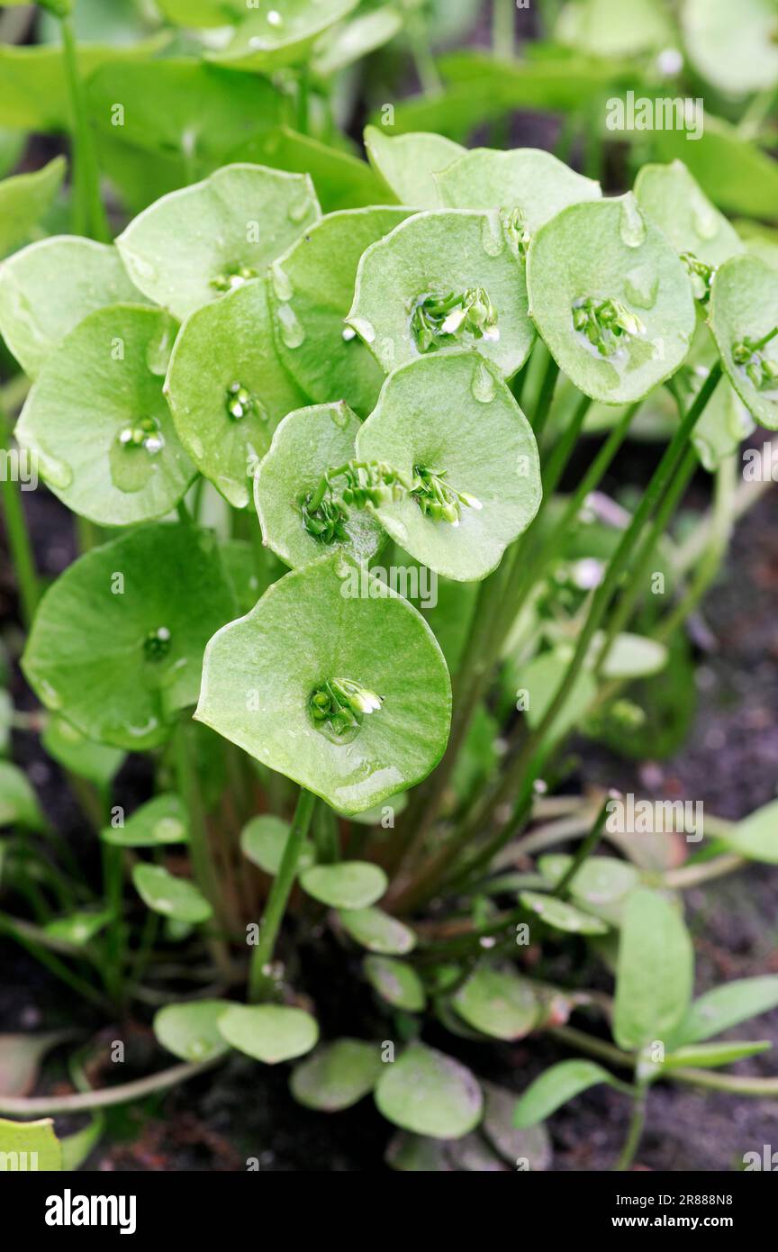 Miner's Lettuce (Claytonia perfoliata) (Montia perfoliata), Winter Purslane, Spring Beauty, Springbeauty, Indian Lettuce Stock Photo