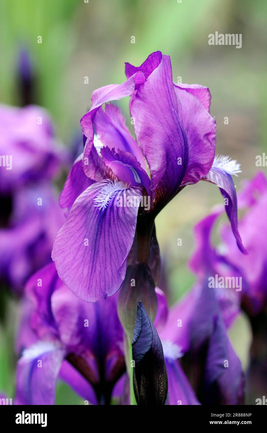 Capitol dandy (Iris kaempferi) Japanese Prachtiris, Japanese Iris Stock Photo