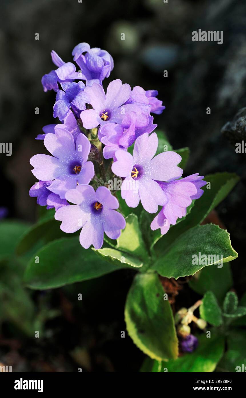 Alpine Auricula Primrose (Primula marginata) Stock Photo