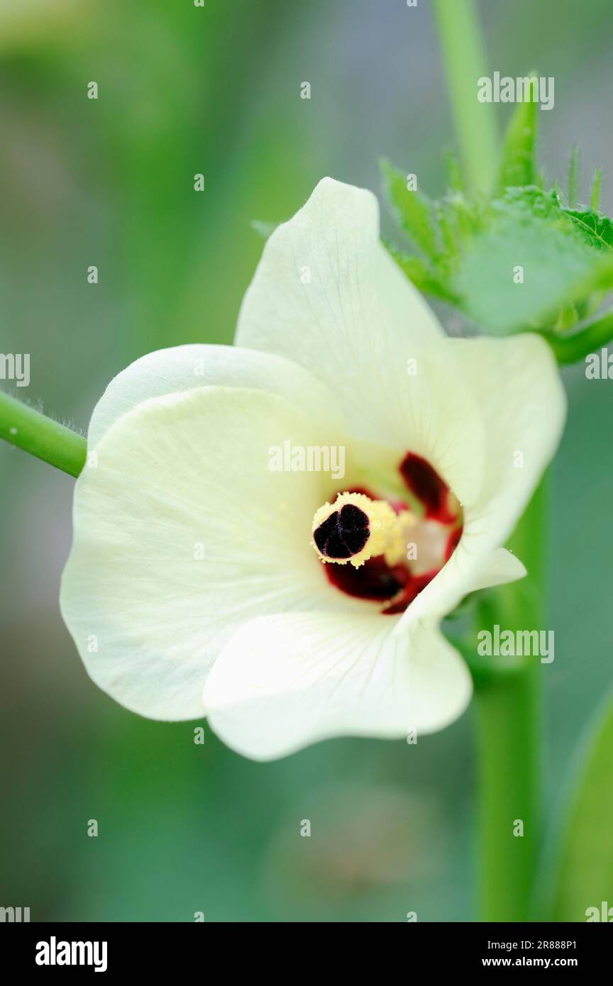 Okra (Abelmoschus esculentus) (Hibiscus esculentus), Frauenfinger, Gombo, Gumbo Stock Photo