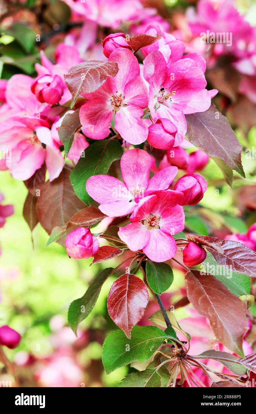 Crab apple tree hi-res stock photography and images - Alamy