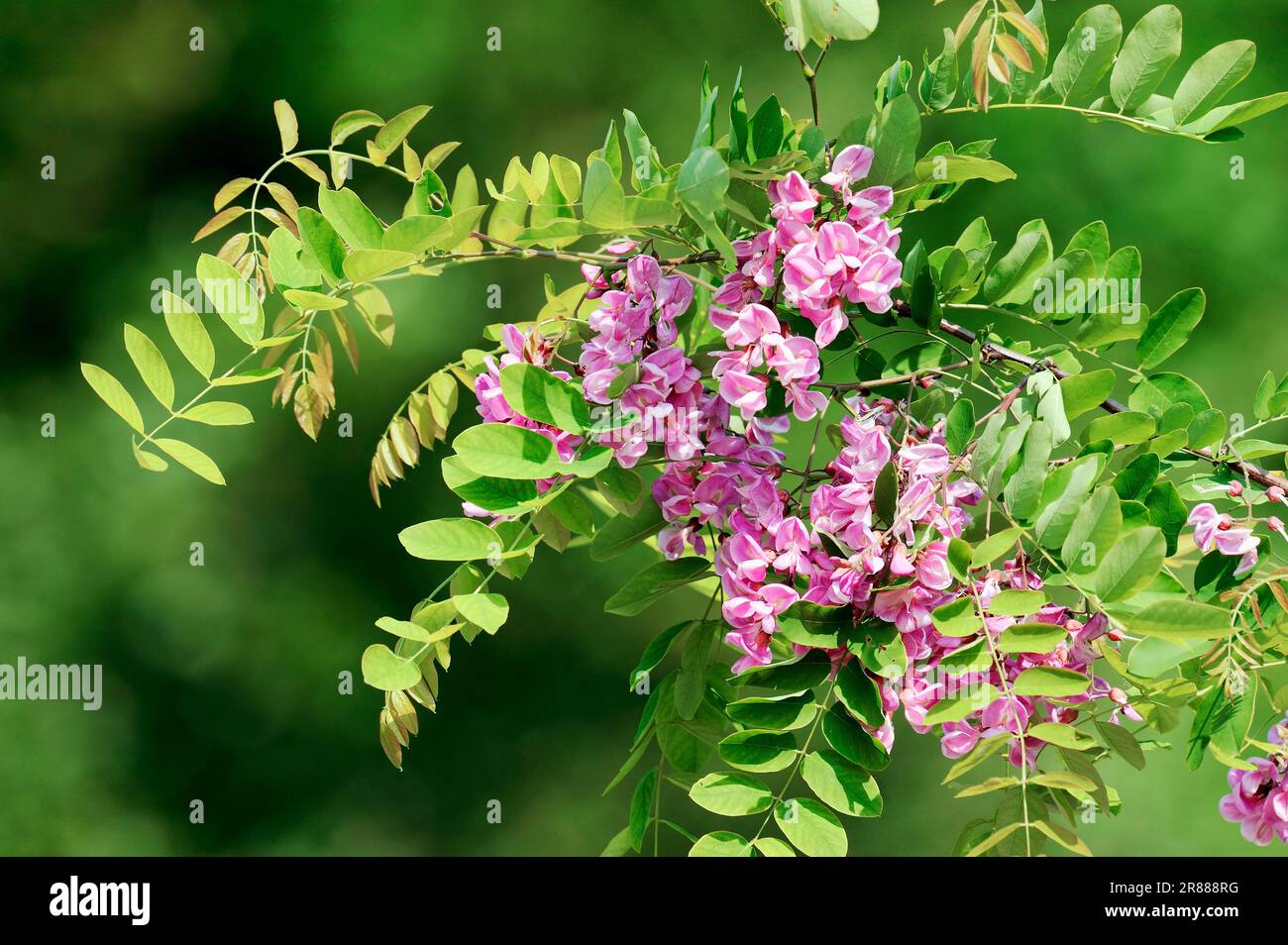 False acacia 'Casque Rouge' (Robinia hybrid), Robinia Stock Photo