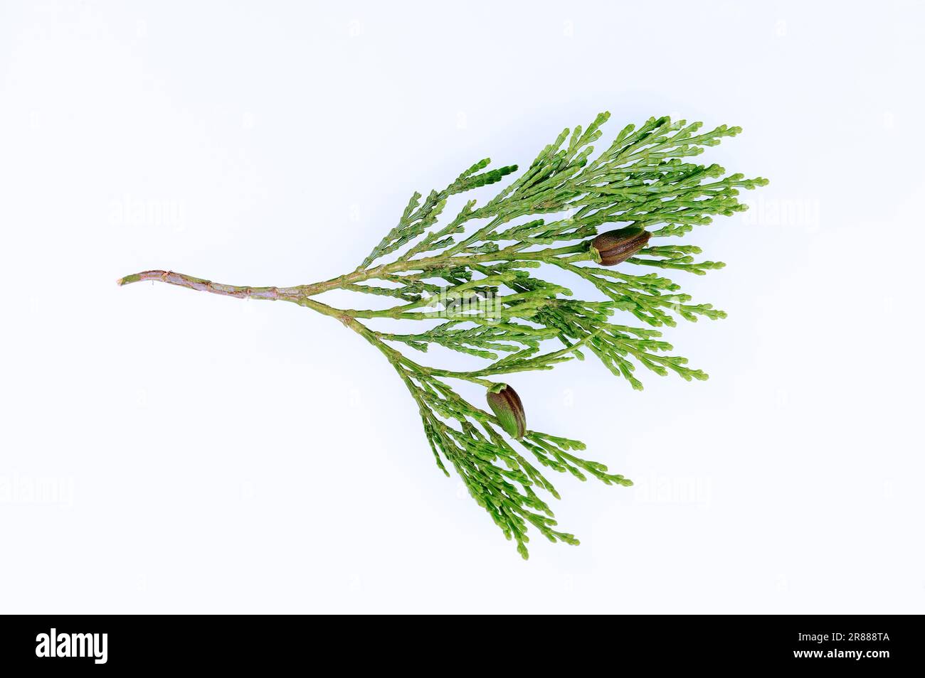 Arborvitae (Thuja occidentalis), branch with cones, common Thuja Stock Photo